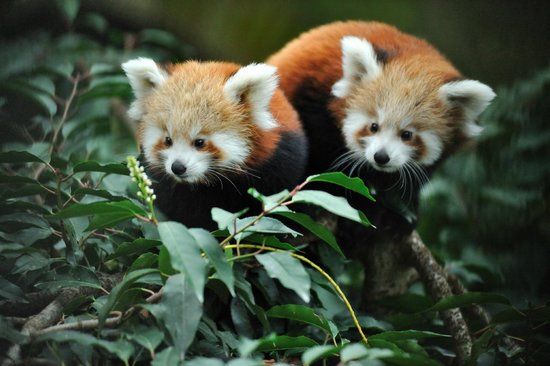 Ménagerie du Jardin des Plantes