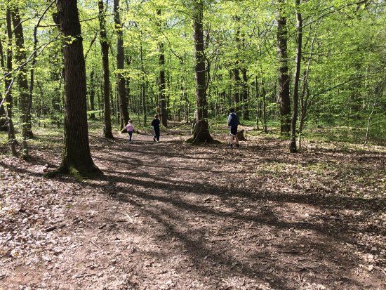 East Blean Woods National Nature Reserve