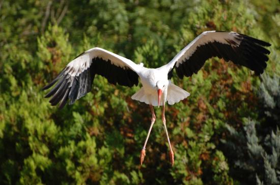 Le Jardin Aux Oiseaux