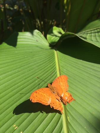 Taman Kupu-Kupu Cihanjuang