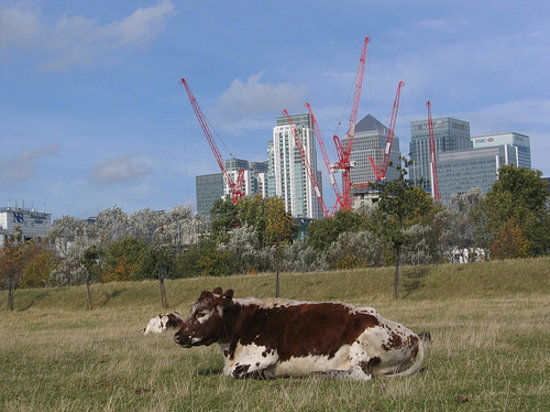 Mudchute Parkı ve Çiftliği