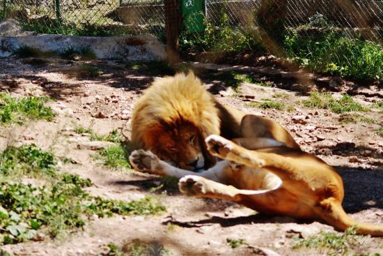Zoo Fauverie Du Mont Faron