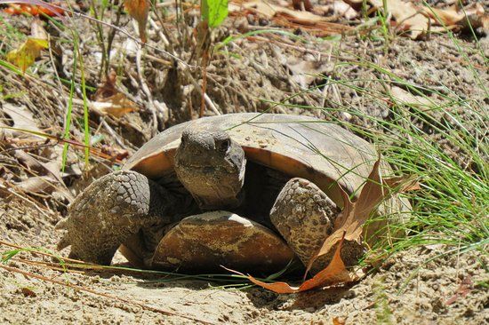 University of North Florida National Recreational Trails