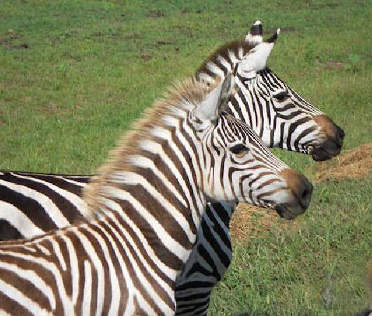 Timbavati Wildlife Park