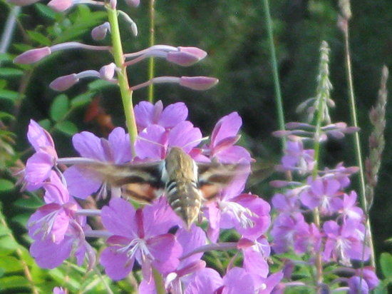 Juneau Rainforest Garden