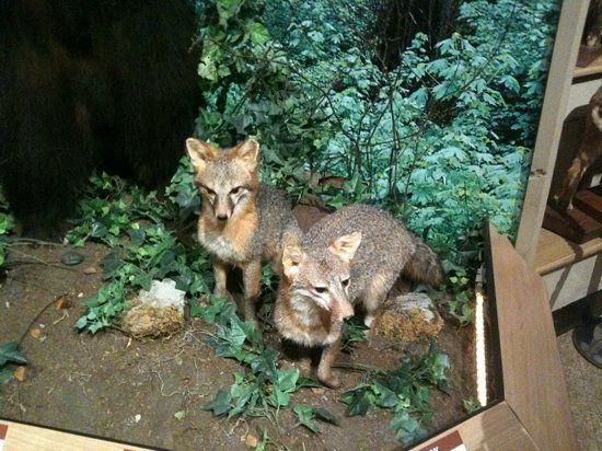 Brookshire's World of Wildlife Museum and Country Store