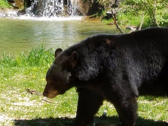 North American Bear Center