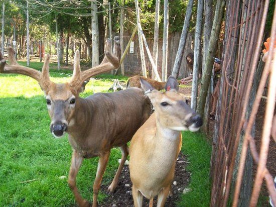 Deer Ranch