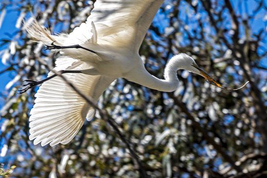 Heron and Cormorant Rookery