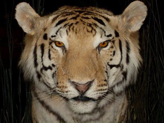 Northeastern Nevada Museum