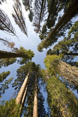 Mariposa Grove