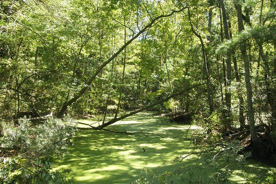 Nags Head Woods Ecological Preserve