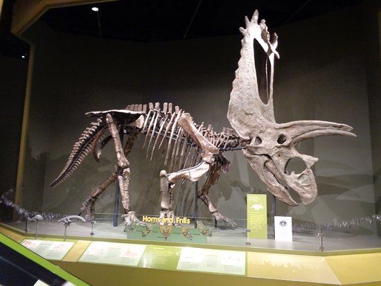 Muséum d'histoire naturelle d'Oklahoma