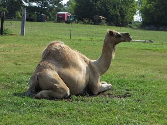 Tupelo Buffalo Park and Zoo
