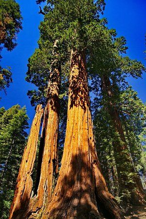 Grant Grove