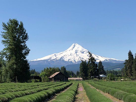 Lavender Valley