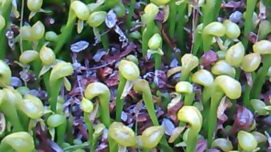 Darlingtonia State Natural Site