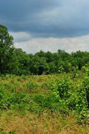 May Prairie Natural Area