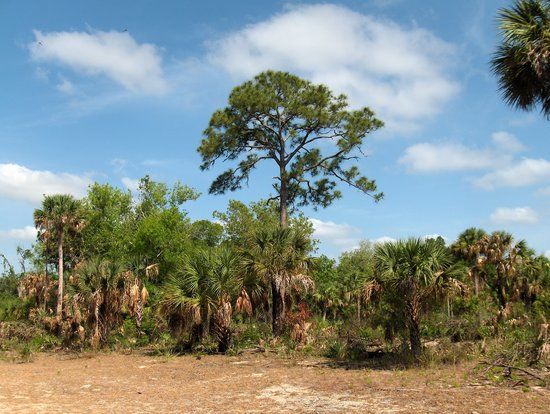 Enchanted Forest Sanctuary