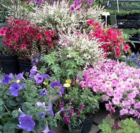 Grandfather Mountain Nursery Garden Center