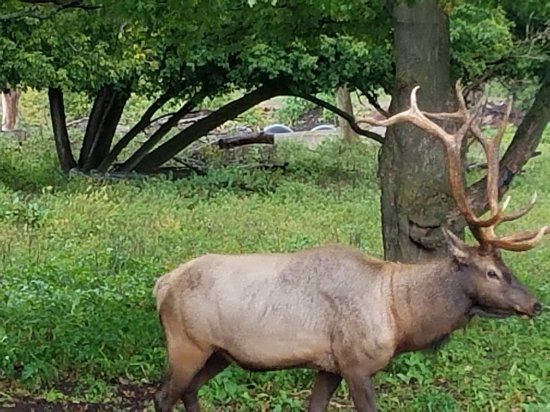 Gaylord's City Elk Park