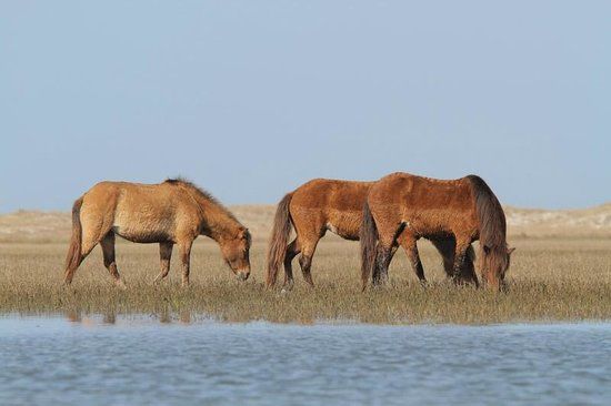 Rachel Carson Reserve