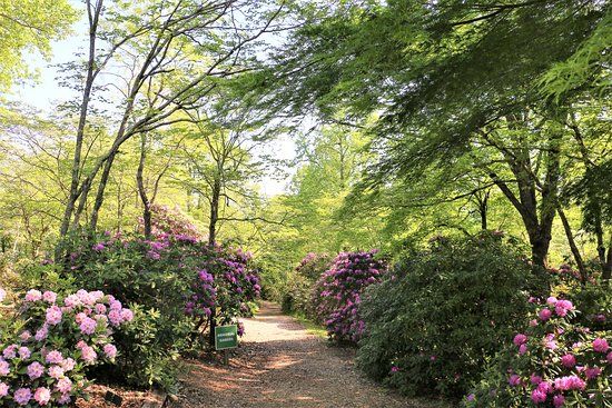 Hamilton Gardens at Lake Chatuge