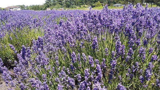 Lavender Wind Farm