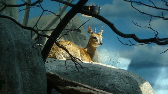 Zoo de Staten Island