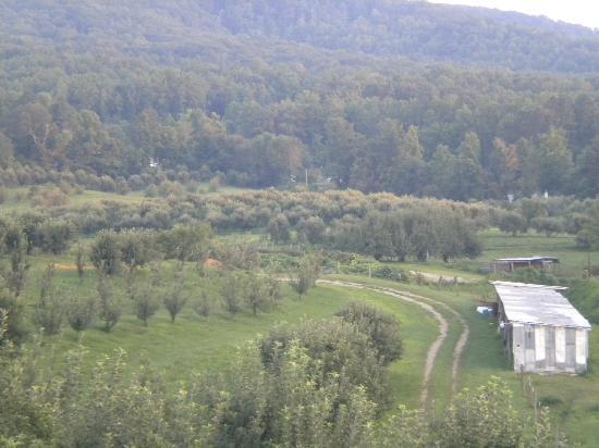 Carver Orchards & Farm Market