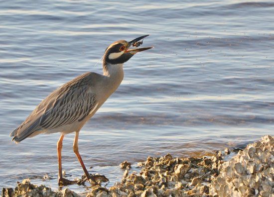 Peace River Wildlife Center