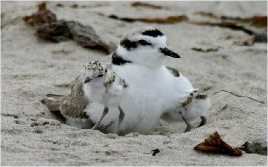 Coal Oil Point Reserve