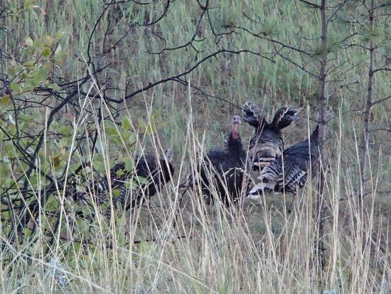 Pine Ridge National Recreation Area