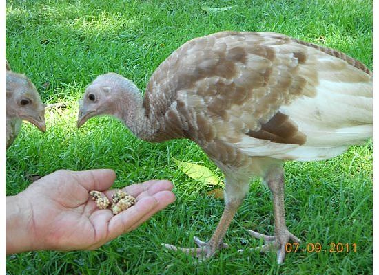 Quiet Valley Living Historical Farm