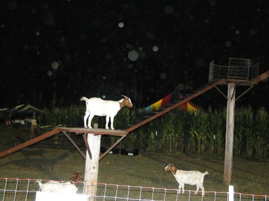 Uncle Shucks Corn Maze and Pumpkin Patch