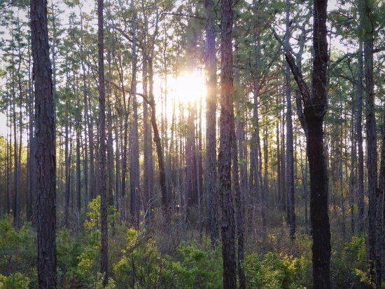Ross Prairie Trailhead
