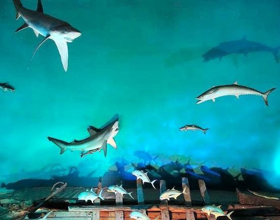 Museum of Coastal Carolina