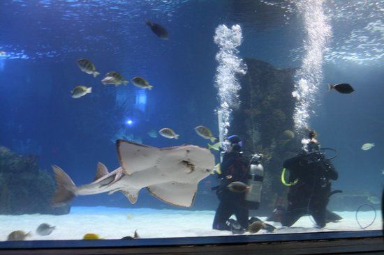 Acuario Newport Aquarium