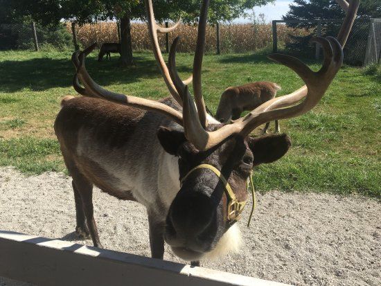 Hardy's Reindeer Ranch