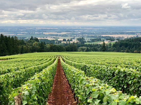 Domaine Drouhin