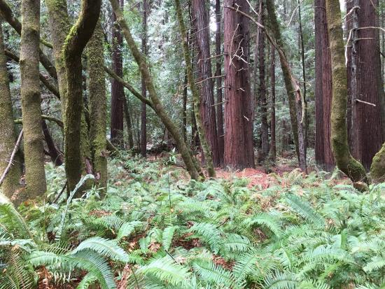 Hendy Woods State Park