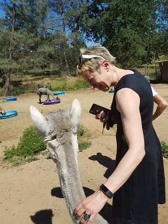 Retiredice Alpacas