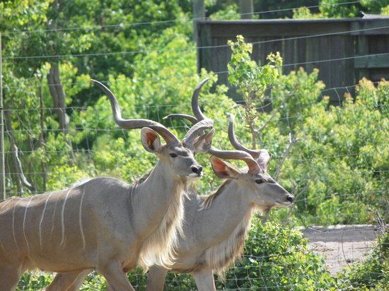 Gulf Breeze Zoo