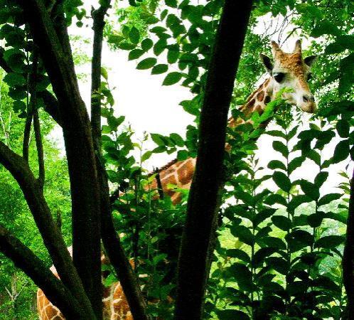 Zoo of Acadiana