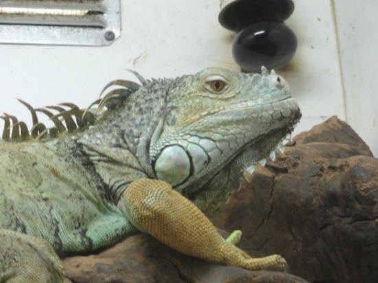 The Reptile Zoo