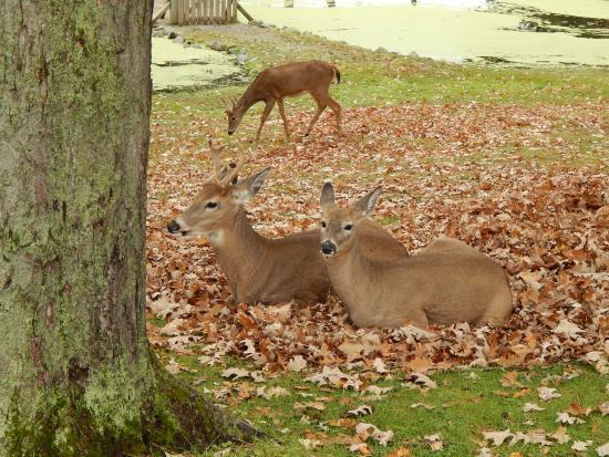 FAWN-DOE-ROSA Wildlife Educational Park