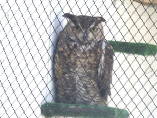 Suisun Wildlife Center