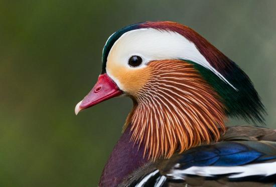 Sylvan Heights Waterfowl Park