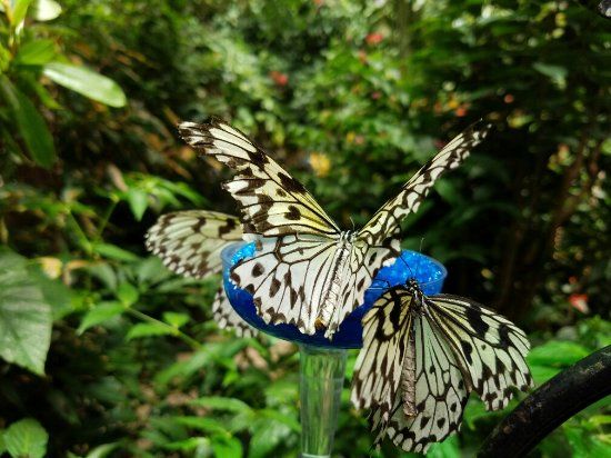 Magic Wings Butterfly Conservatory and Gardens