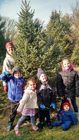 Brewery Hill Christmas Trees